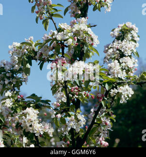 Malus x zumi - `Golden Hornet' AGM in blossom   TRS012317 Stock Photo